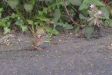 think Dunnock.jpg