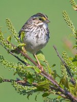 Small Yellow-faced Bird_48433BF.jpg