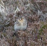 twite.jpg