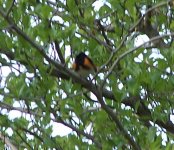 American Redstart.JPG