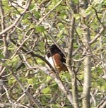 Eastern Towhee.JPG