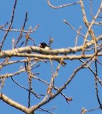 Rose-breasted Grosbeak.JPG