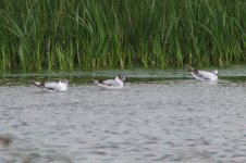 littlegulls.jpg