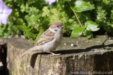 treesparrow2433.jpg