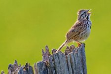 Small Bird Singing_48418.jpg