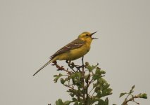 Z11Wagtail yellow 2 Chosely Barns Norfolk 290609129062009.jpg