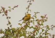 Z11Wagtail yellow Chosely Barns Norfolk 290609129062009.jpg