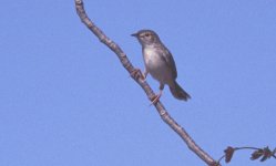 Cisticola cherina Nosy Ve Madagaskar 011027.jpg