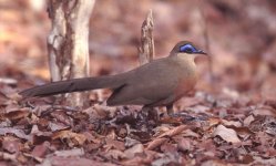 Coua coquereli Kirindy Madagaskar 011025 1.jpg