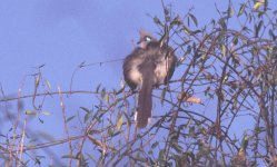 Coua cristata Kirindy Madagaskar 011025.jpg