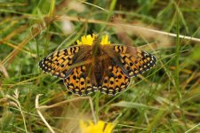 Fritillary-sp.-4.jpg