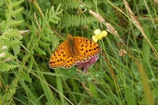 Fritillary-sp.-6.jpg