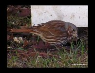 Fox Sparrow 5 - April 05.jpg