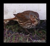 Fox Sparrow 2 - April 05.jpg