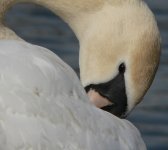 swanpreen1.jpg