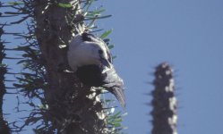 Leptopterus viridis Ifaty Madagaskar 011029.jpg