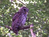 Barred Owl.jpg