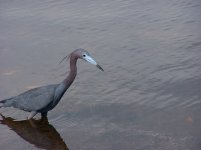 Little Blue Heron.JPG