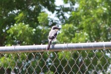 Loggerhead Shrike.JPG