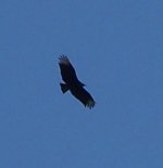 Black Vulture.JPG