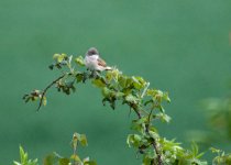 Whitethroat.jpg