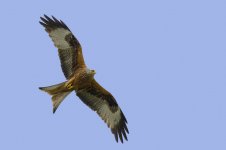 red-kite-1.jpg