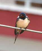 barn swallow gr.JPG