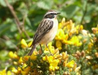 Whinchat16.jpg