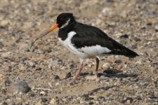 Seaton Carew 13-05-2009 006a.jpg