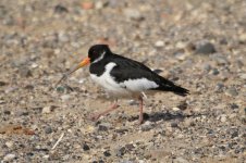 Seaton Carew 13-05-2009 007a.jpg