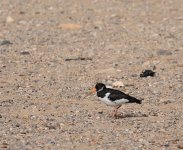 Oyster Catcher.jpg