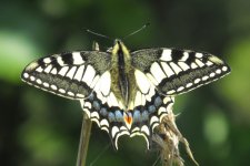 Swallowtail crop low.jpg