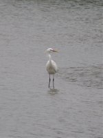 Chinese Egret (1) (768x1024).jpg