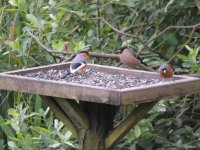 Bullfinch low.jpg