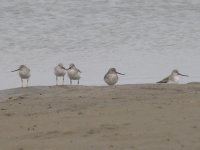 Terek Sandpipers (3) (1024x768).jpg