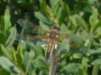 Four spotted chaser Catfield 14 June 2009.jpg