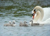 Swans050903.jpg