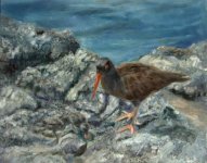 oystercatcher and chick oil 8x10sm .jpg