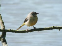 Grey Wagtail.jpg