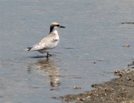 gull-billed.jpg