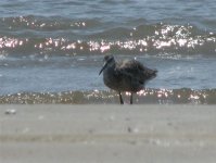 red knot.jpg