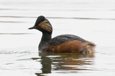 Black-necked Grebe 6bf.jpg