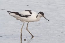 Avocet 4bf.jpg