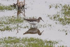 Green Sandpiper 2b.jpg