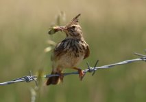 Z11LARK CRESTED 2 FANOREMNI FORD LESVOS112052009.jpg