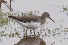 Green Sandpiper 2bf.jpg