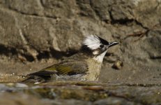 chinese bulbul bathe G1 sw30x_1370368.jpg