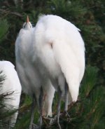 wheres my head egret 9542.jpg