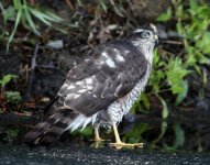 sparrow hawk 1.jpg