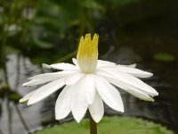 waterlily G1 nik300mm lens_1490987.jpg